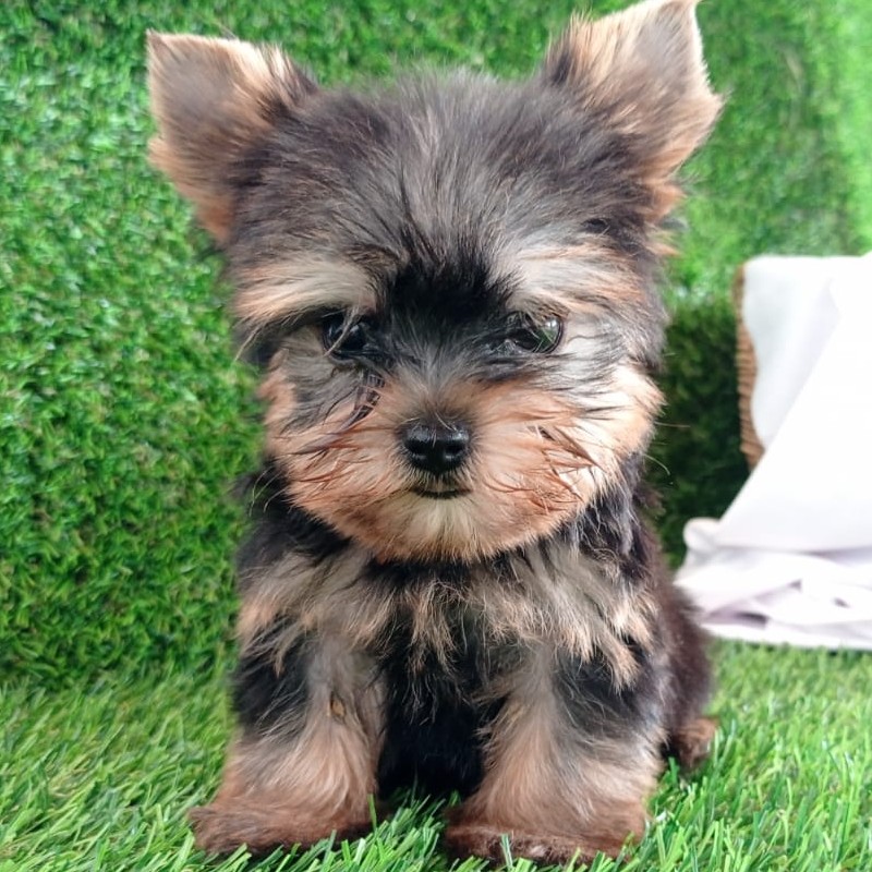 Cachorro Yorkshire Terrier de cerca