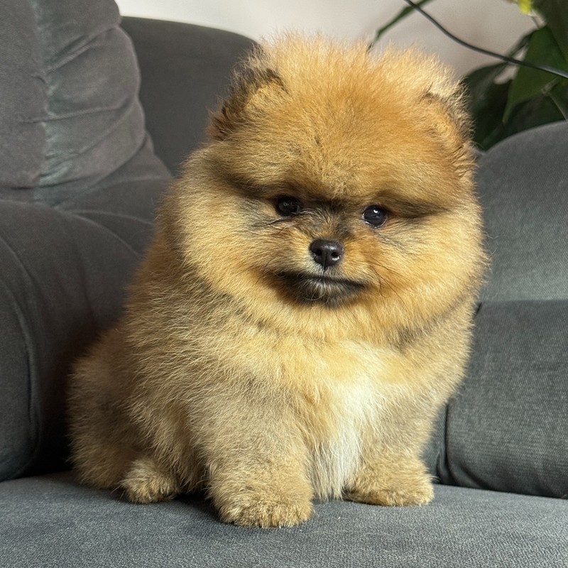 Cachorro Pomerania blanco sobre piso de madera