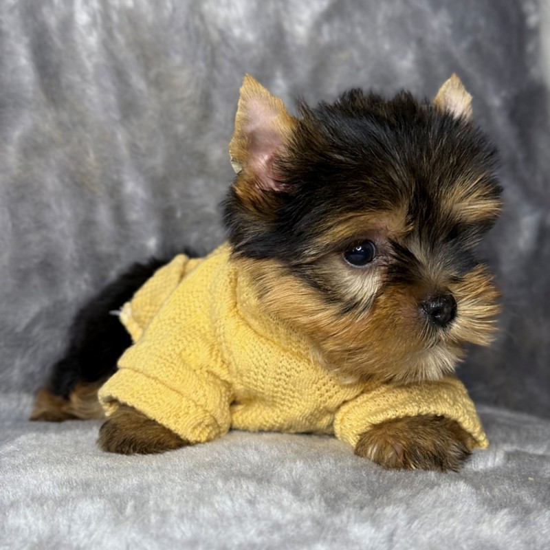 Cachorro Yorkshire Terrier marrón y blanco