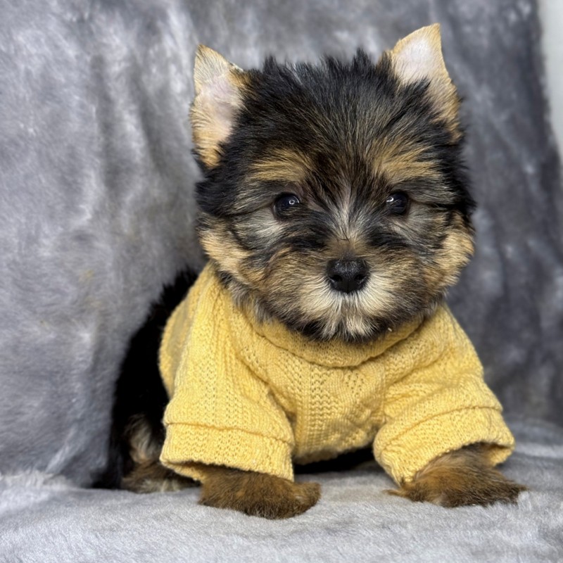 Cachorro Yorkshire Terrier marrón y blanco