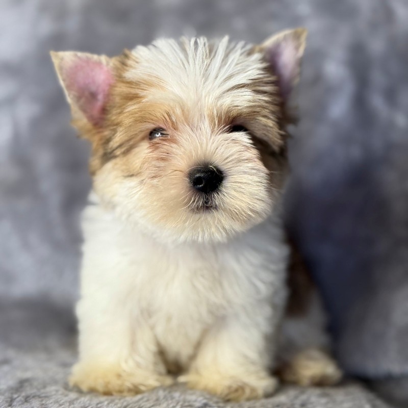Cachorro Yorkshire Terrier marrón y blanco