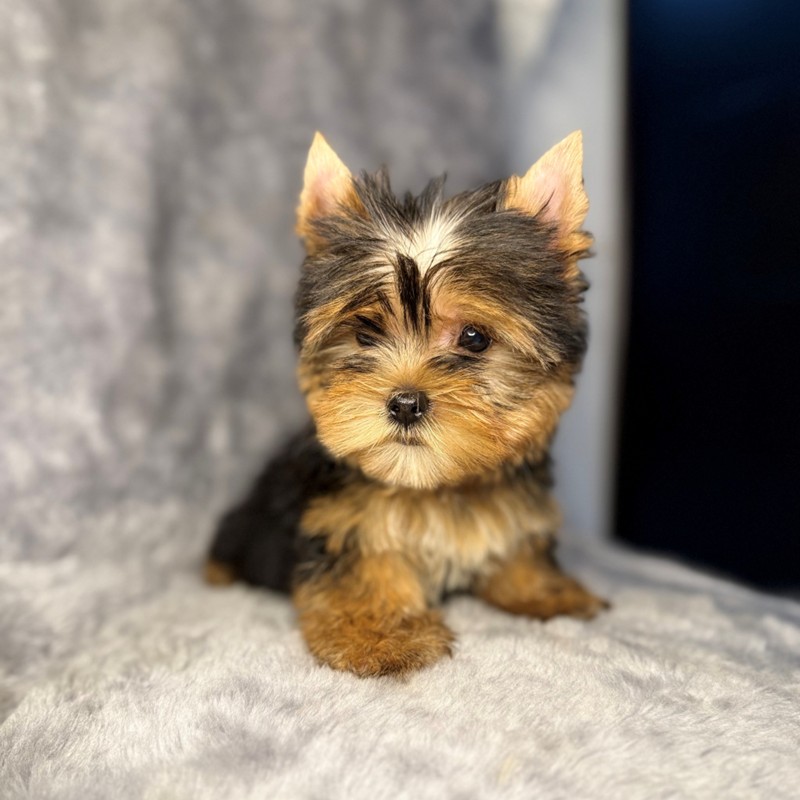 Cachorro Yorkshire Terrier marrón y blanco