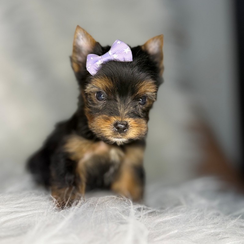 Cachorro Yorkshire Terrier marrón y blanco