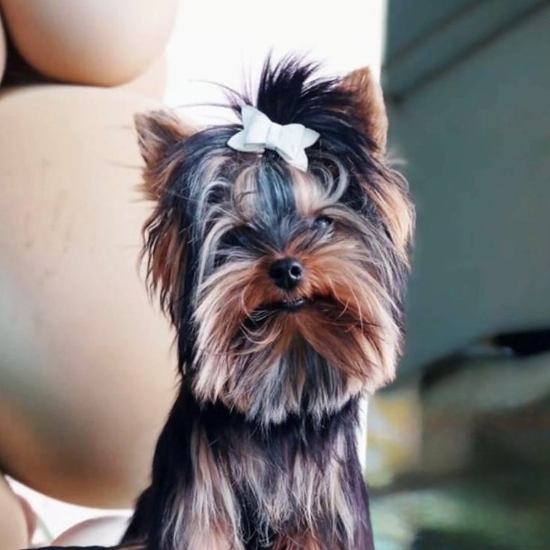 Familia con su cachorro de Cañaveral Pets